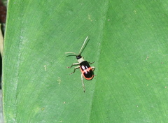 Paratriarius adonis