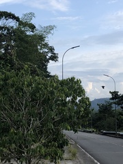 Psarocolius decumanus