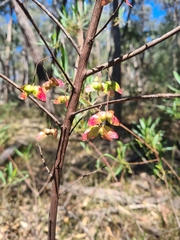 Dodonaea truncatiales