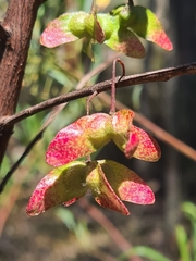 Dodonaea truncatiales