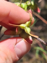 Dodonaea truncatiales
