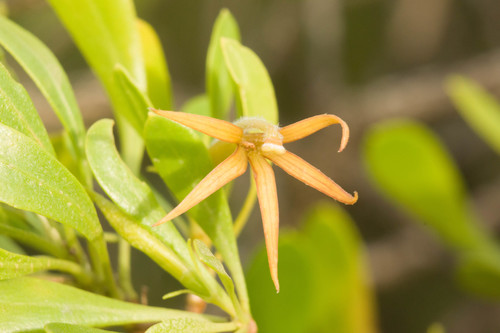 Scaevola gaudichaudii, photograph 6