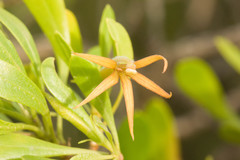 Scaevola gaudichaudii, photograph (c) Kevin Faccenda, some rights reserved (CC BY)