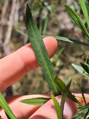 Dodonaea truncatiales
