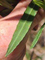 Dodonaea truncatiales