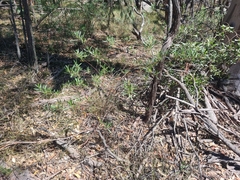 Dodonaea truncatiales