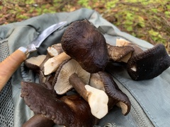 Lactarius fallax concolor