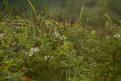 Phyllostegia grandiflora