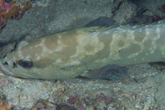 Epinephelus polyphekadion