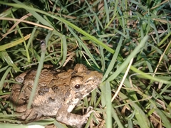 Fejervarya cancrivora