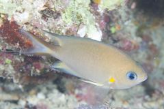 Pycnochromis amboinensis
