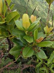 Syzygium sandwicense