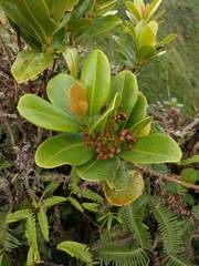 Syzygium sandwicense