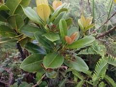 Syzygium sandwicense