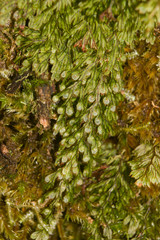 Hymenophyllum lanceolatum