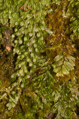 Hymenophyllum lanceolatum