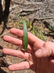 Angophora bakeri