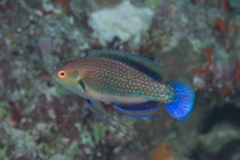 Cirrhilabrus punctatus