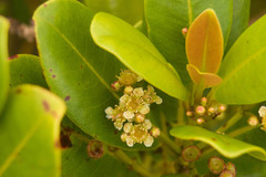 Syzygium sandwicense