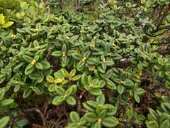 Metrosideros rugosa