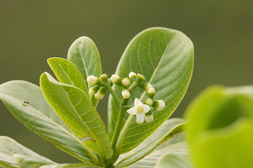 Psychotria fauriei