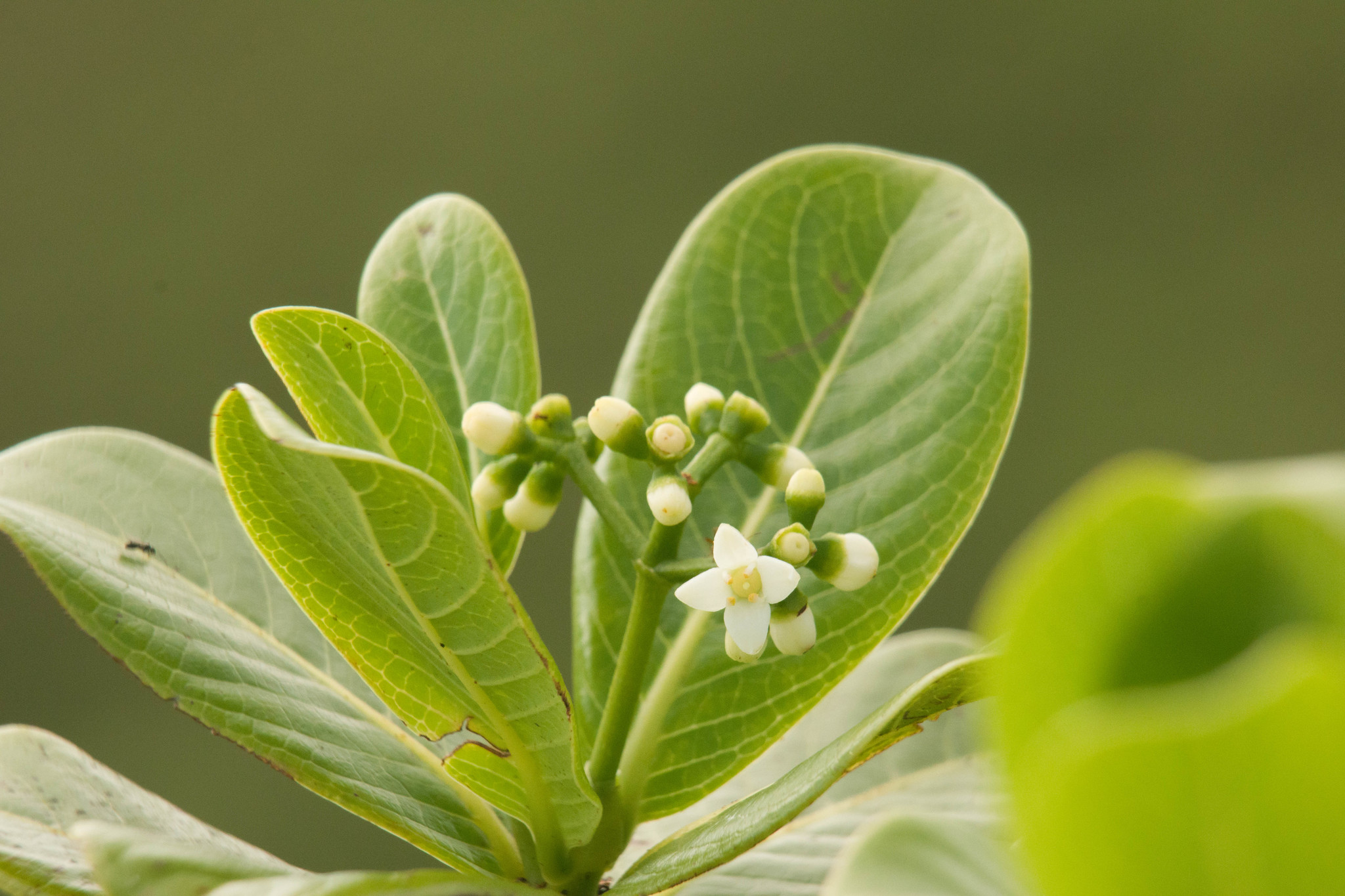 Psychotria fauriei