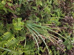 Machaerina mariscoides