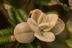 Metrosideros rugosa