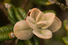 Metrosideros rugosa