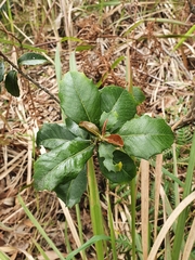 Alchornea ilicifolia