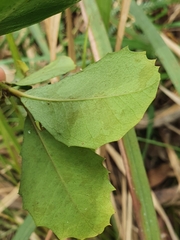 Alchornea ilicifolia
