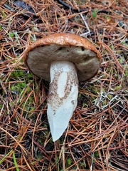 Leccinum largentii
