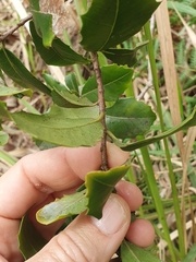 Alchornea ilicifolia