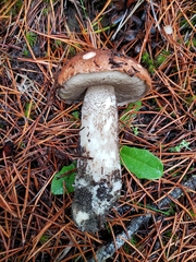 Leccinum largentii