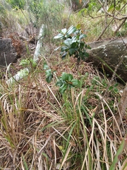 Alchornea ilicifolia