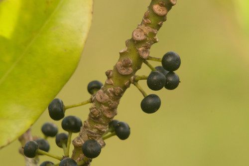 Myrsine lessertiana