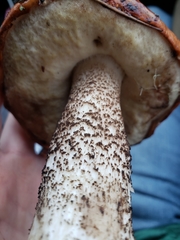 Leccinum largentii