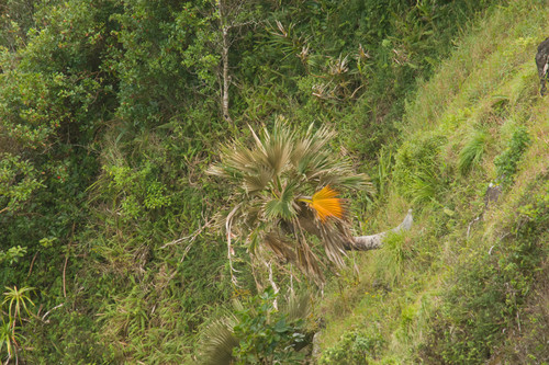 Pritchardia bakeri