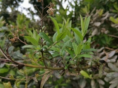 Baccharis racemosa