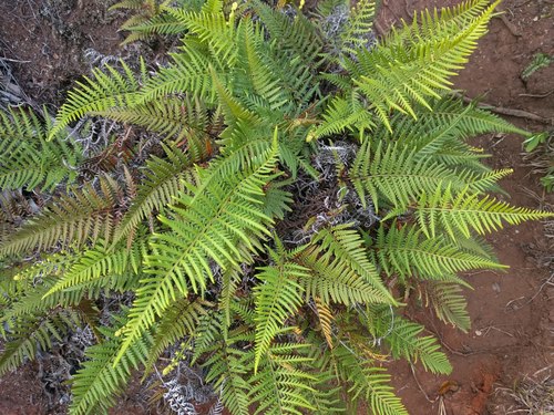 Pityrogramma austroamericana