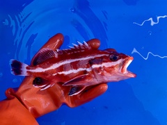 Sebastes ruberrimus