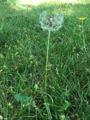 Taraxacum officinale