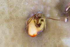 Paguritta corallicola