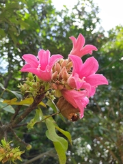 Brachychiton discolor