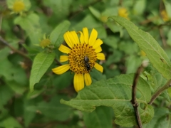 Leptocarpha rivularis