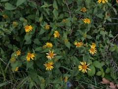 Leptocarpha rivularis