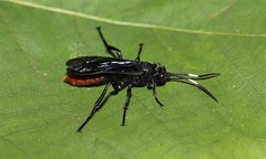 Protichneumon grandis