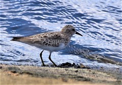 Calidris minutilla