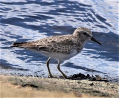 Calidris minutilla