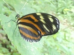 Heliconius ismenius